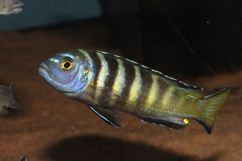 Maylandia melissa 'Chirwa Island'